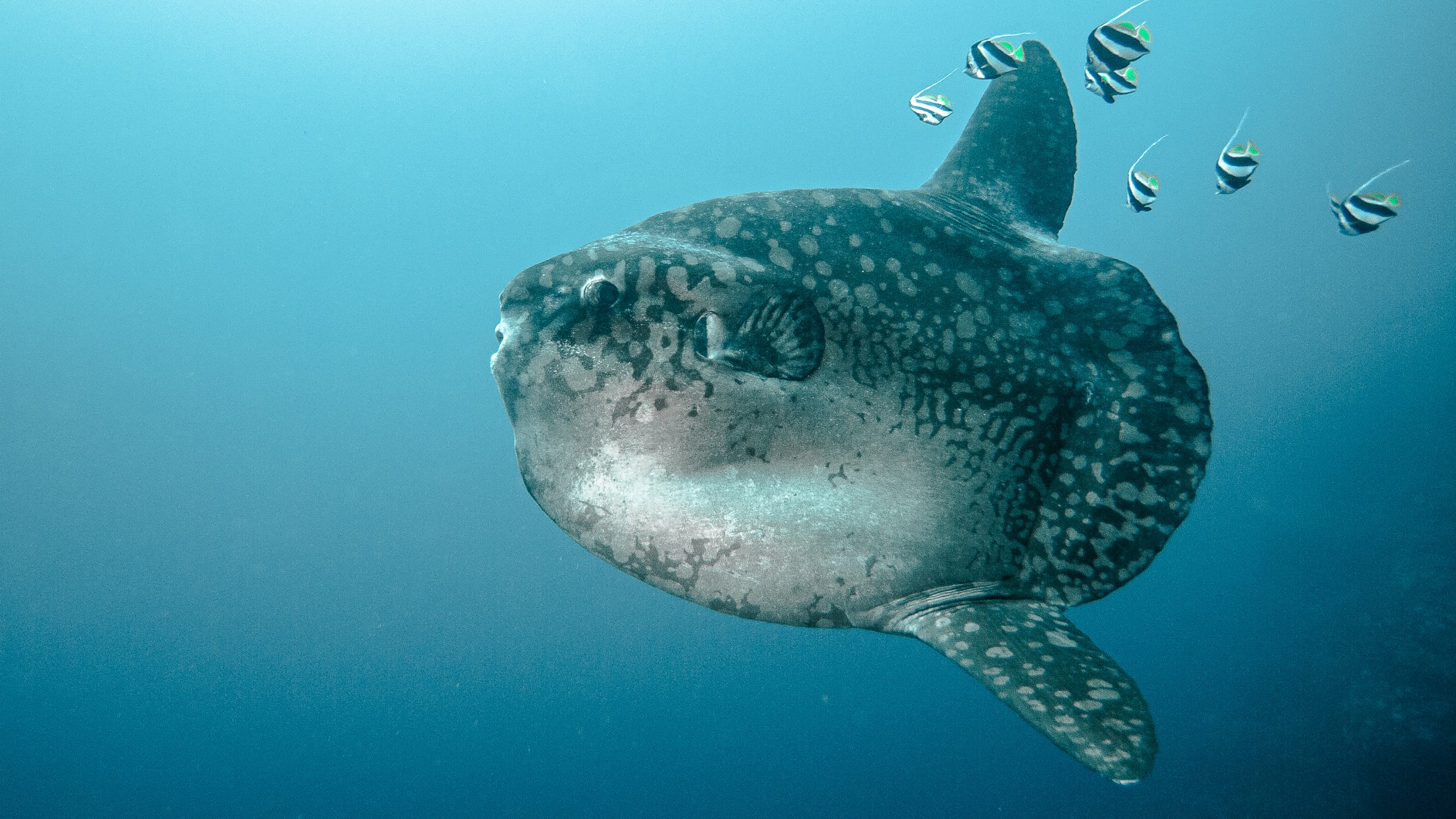 Nusa Penida Diving - mola-mola